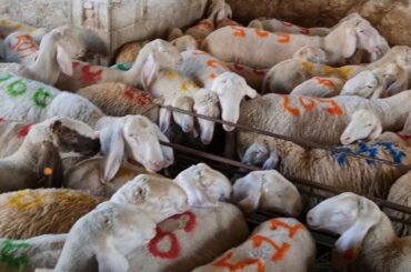 Bakra Mandi 2021 Italy | Ghoga Village Food