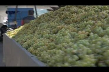 Love to Italy - Cantina Colli Euganei