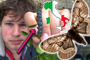 World Rarity Revealed: Studying the Italian Owlet Moth (Acanthobrahmaea europaea) in MothCycles