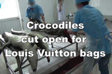 Crocodiles Cut Open, Skinned in Vietnam for Leather Bags