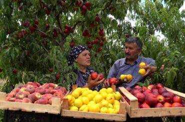 Harvesting Three Types Nectarines and Canning for Baking in Winter