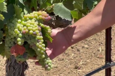Primitivo Wine Grapes from Winemaking
