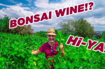 Biodynamic Wine Tour of Italy: Becoming a Culinary Artisan in Italy | Ep. 17 Month in the Making