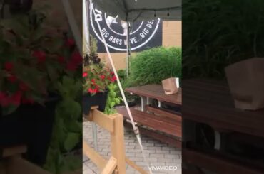 Sunday Italian Lunch at Scaddabush