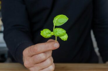 Why is Basil most seductive when used raw?