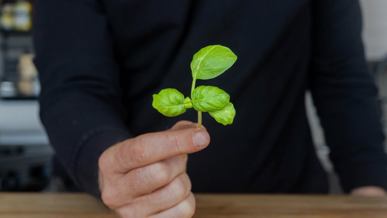 Why is Basil most seductive when used raw? Why is Basil most seductive when used raw?