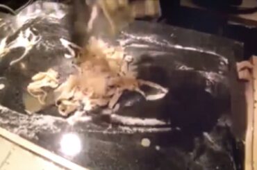 Amsterdam Fine Dining Italian . Pasta with Truffle Quattro Gatti