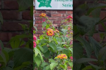 Hummingbird at daNina Italian Restaurant