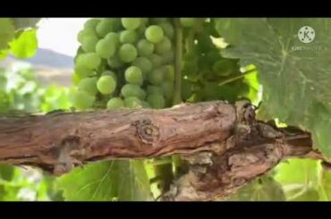 Grapes Farm in Italy | Grapes Trees | Grapes Fruits | Farm Life | Pinay Mom in Italy | Juliebabe