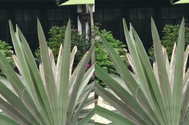 Underwater swimming with Dino Luzzi Energy Drink - Italian Food & Beverage Stock Symbol IFBC