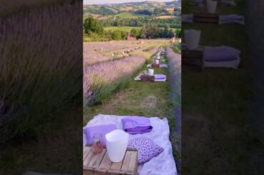 A Magical Dining Experience in the Lavender Fields, Italy! #shorts