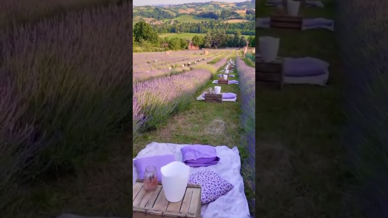 A Magical Dining Experience in the Lavender Fields, Italy! #shorts A Magical Dining Experience in the Lavender Fields, Italy! #shorts
