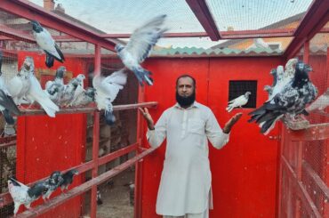 Pakistani  Pigeons in Europe  Italy | By Ghoga Village Food
