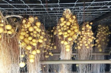 Modern Potato Agriculture Technology - Aeroponics Potato Farming - Potato Chip Process Factory