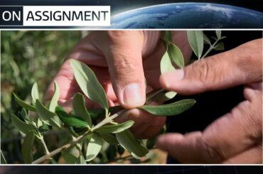 Is Italy’s Olive Oil sector under threat? | ITV News