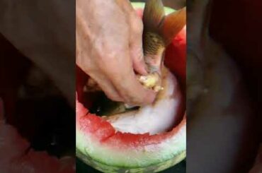 Oddly Satisfying !! Street Food #Shorts