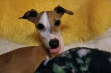 Yippie Kai Yay Italian Greyhound Cozy Spot Sleeping His Chair Farmhouse