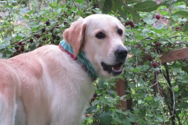 Selma Verona Eating Gooseberries