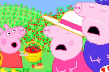 Peppa Pig Official Channel | Grandpa Pig and Granny Pig Had too Much Strawberries at the Farm