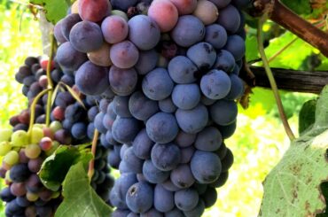 Wine grapes growing in Italy | Barbaresco