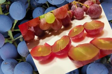 Grapes #Buhay probinsya Italy #Gardening #garden to kitchen