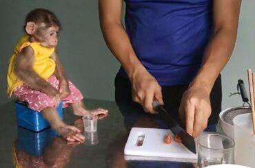 Baby monkey Ni obediently waited for Dad to drink fruit juice