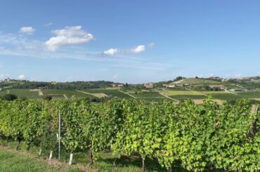 Italian wine yard -Piemonte in august-