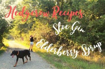 Hedgerow Recipes | Elderberry Syrup | Sloe Gin | Homestead in Italy