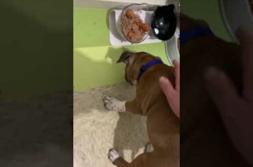 My little staffy loves he’s italian food