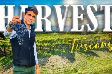 WINE ESTATE FOR SALE IN TUSCANY, BIO ORGANIC VINEYARD, ITALY