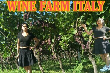 #Italian Wine Grapes Farm#Italy Vineyard#Team Badante
