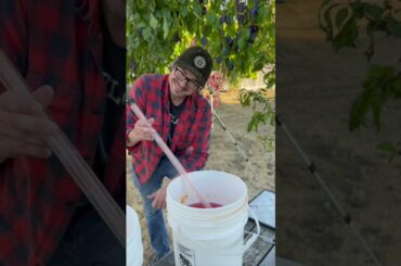 Olympic Peninsula Plum Wine Food Forest Recipe Not Prunes Racking Wine Raspberry Wine #drinklocal