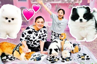 Bug & Sequin Have New Puppies! | Little Big Toys