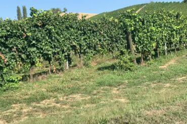 Day 9 part 2 Filodivino winery hotel Spa  San Marcello  Marche  Tour of Italy with Chef Marcello
