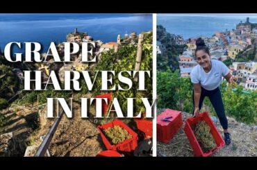 Picking Grapes for "La Vendemmia" | Vernazza, Cinque Terre, Italy
