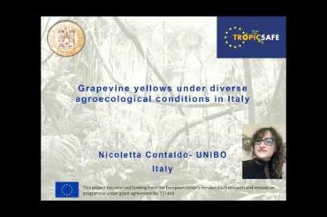 Grapevine yellows under diverse agroecological conditions in Italy - Nicoletta Contaldo (5/6)