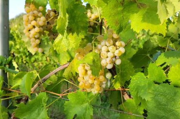Italian Grape Harvest - Vendemmia