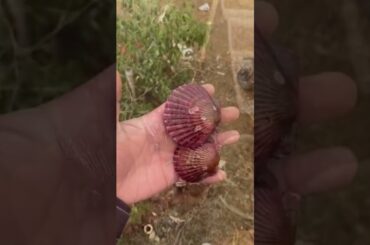 Cooking Food , Cook Expert Tasty #short EP 8