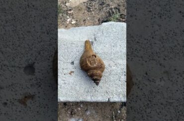 Cooking Food , Cook Expert Tasty #short EP 87