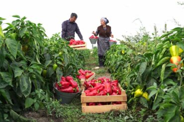 Bell Pepper Harvest | Cooking Country Style Bell Pepper Paste