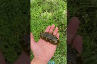 Cooking Food , Cook Expert Tasty #short EP 29