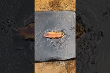 Cooking Food , Cook Expert Tasty #short EP 50