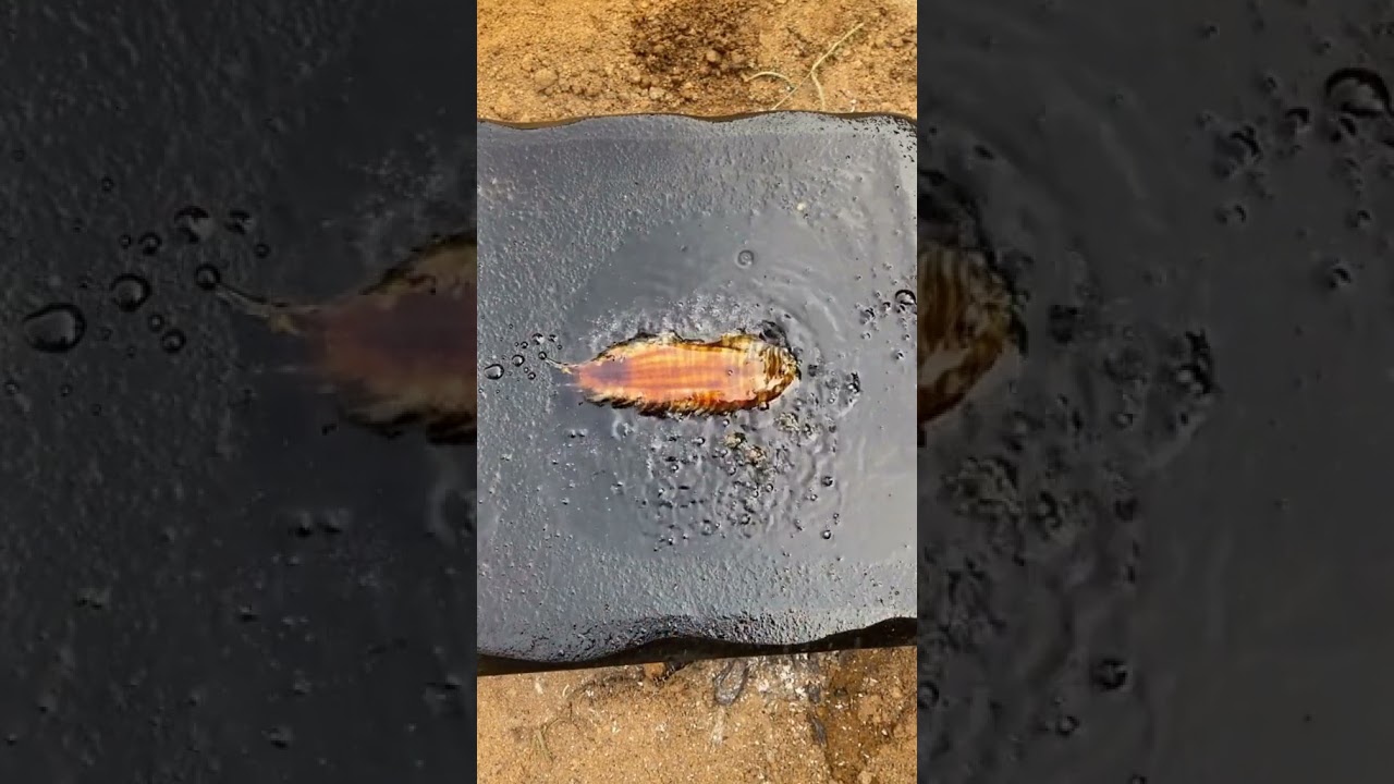 Cooking Food , Cook Expert Tasty #short EP 50 Cooking Food , Cook Expert Tasty #short EP 50