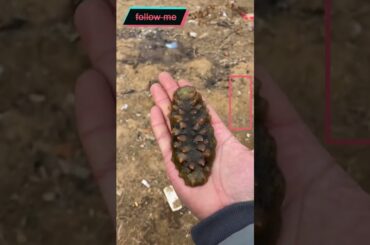 Cooking Food , Cook Expert Tasty #short EP 51