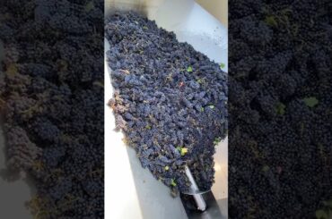 Italian grape for wine