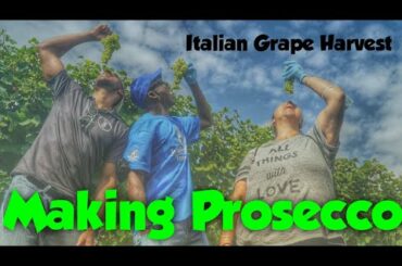 Harvesting Grapes and Making Wine at Podere Gelisi Antonio in San Quirino, Italy