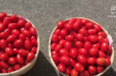 How to make & Preserve homemade Italian sauce.  Italian tomato sauce recipe by Rude Food At Home