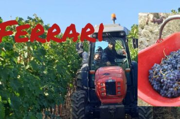 WHY HARVEST BY HAND?#buhayprobinsya Italy#Garden to kitchen #Made in Italy