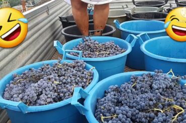 Paano Gagawa ng vino gamit ng mga paa ?making wine w/ feet (old italian tradition )