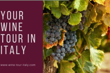 Wine Tour in Italy